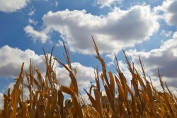 Photo of farm field against the blue sky