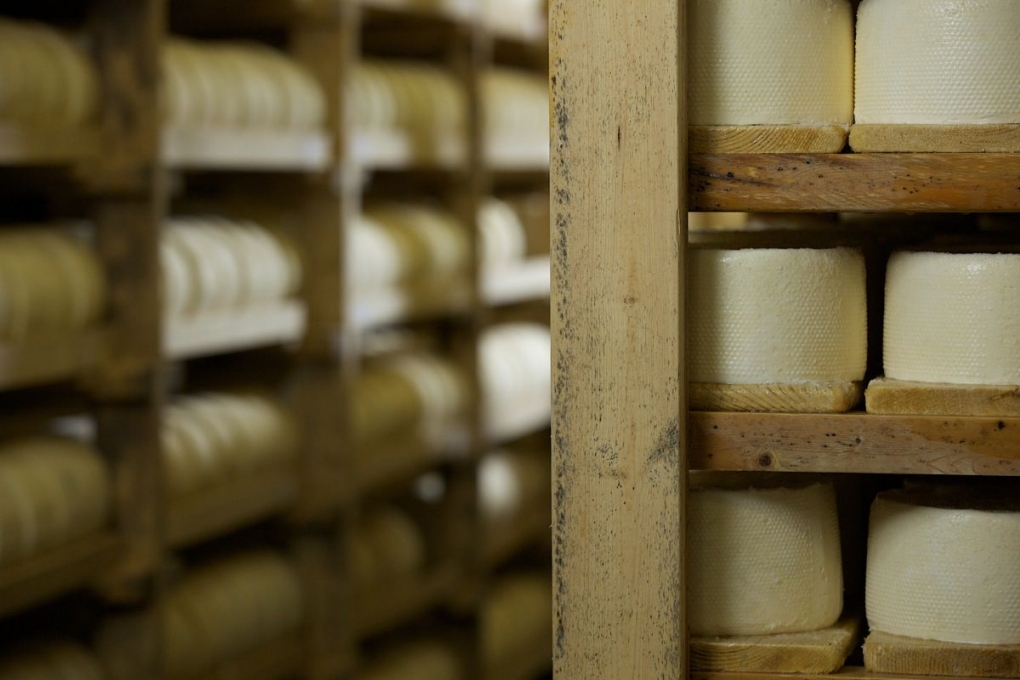 Photo of cheese wheels on shelves